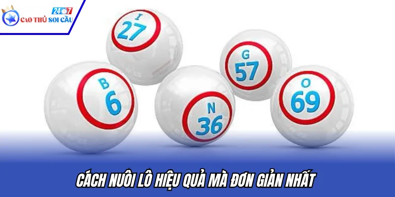 Cách nuôi lô hiệu quả mà đơn giản nhất